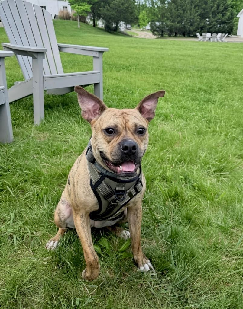 Enlarge Rinny - LOCAL in CT, a Adoptable mixed breed in Princeton, MA image 3/6