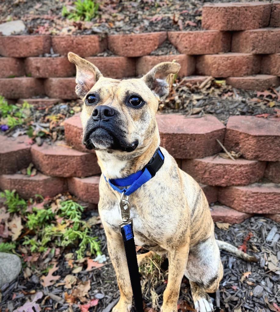 Rinny - LOCAL, a Adoptable mixed breed in Princeton, MA image 4/6