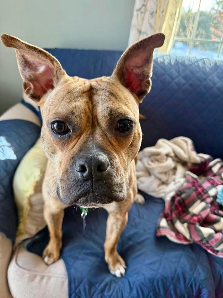 Enlarge Rinny - LOCAL, a Adoptable mixed breed in Princeton, MA image 5/6