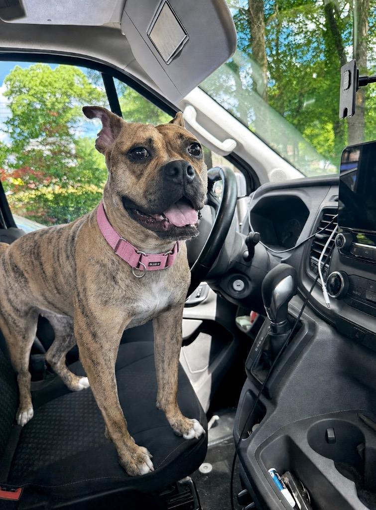 Enlarge Rinny - LOCAL in CT, a Adoptable mixed breed in Princeton, MA image 2/6