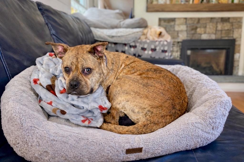Rinny - LOCAL in CT, a Adoptable mixed breed in Princeton, MA image 2/6