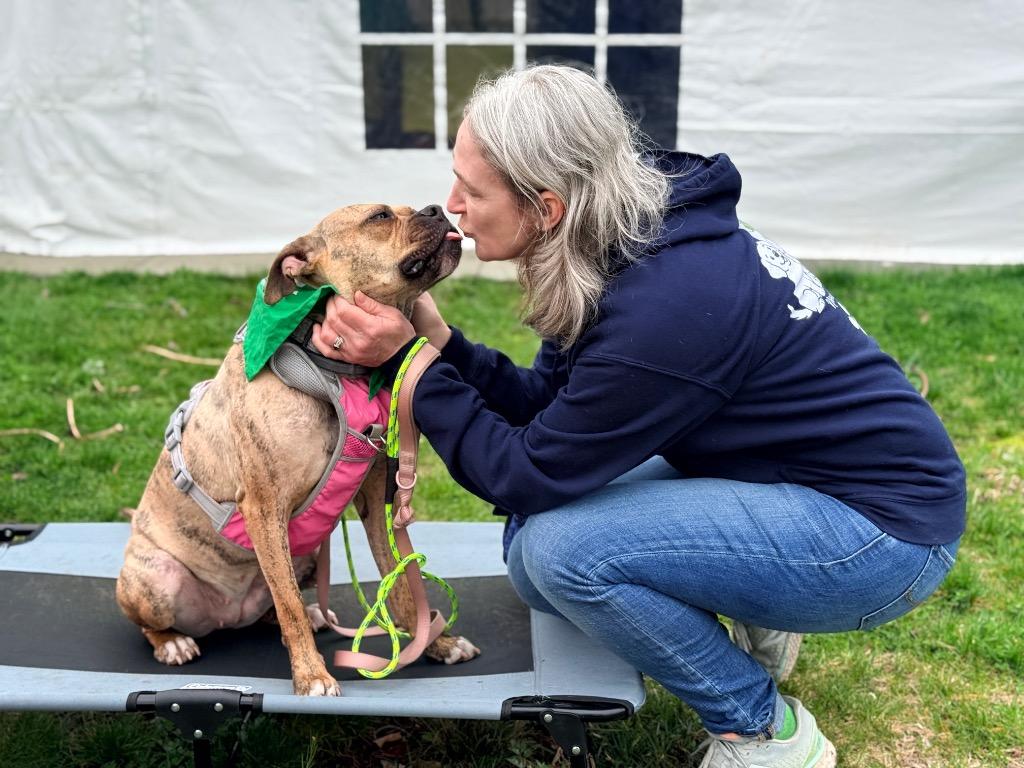 Rinny - LOCAL in CT, a Adoptable mixed breed in Princeton, MA image 3/6