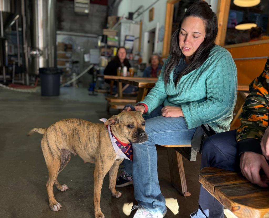 Enlarge Rinny - LOCAL, a Adoptable mixed breed in Princeton, MA image 2/6