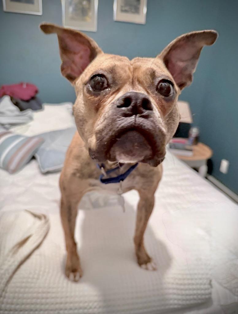 Enlarge Rinny - LOCAL, a Adoptable mixed breed in Princeton, MA image 6/6