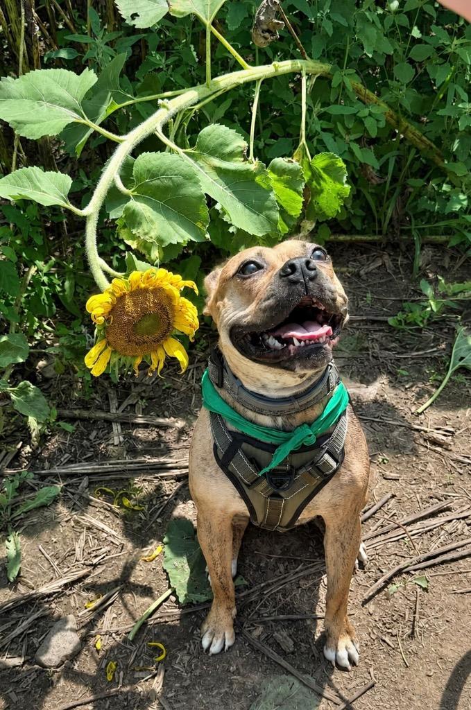 Rinny - LOCAL in CT, a Adoptable mixed breed in Princeton, MA image 5/6