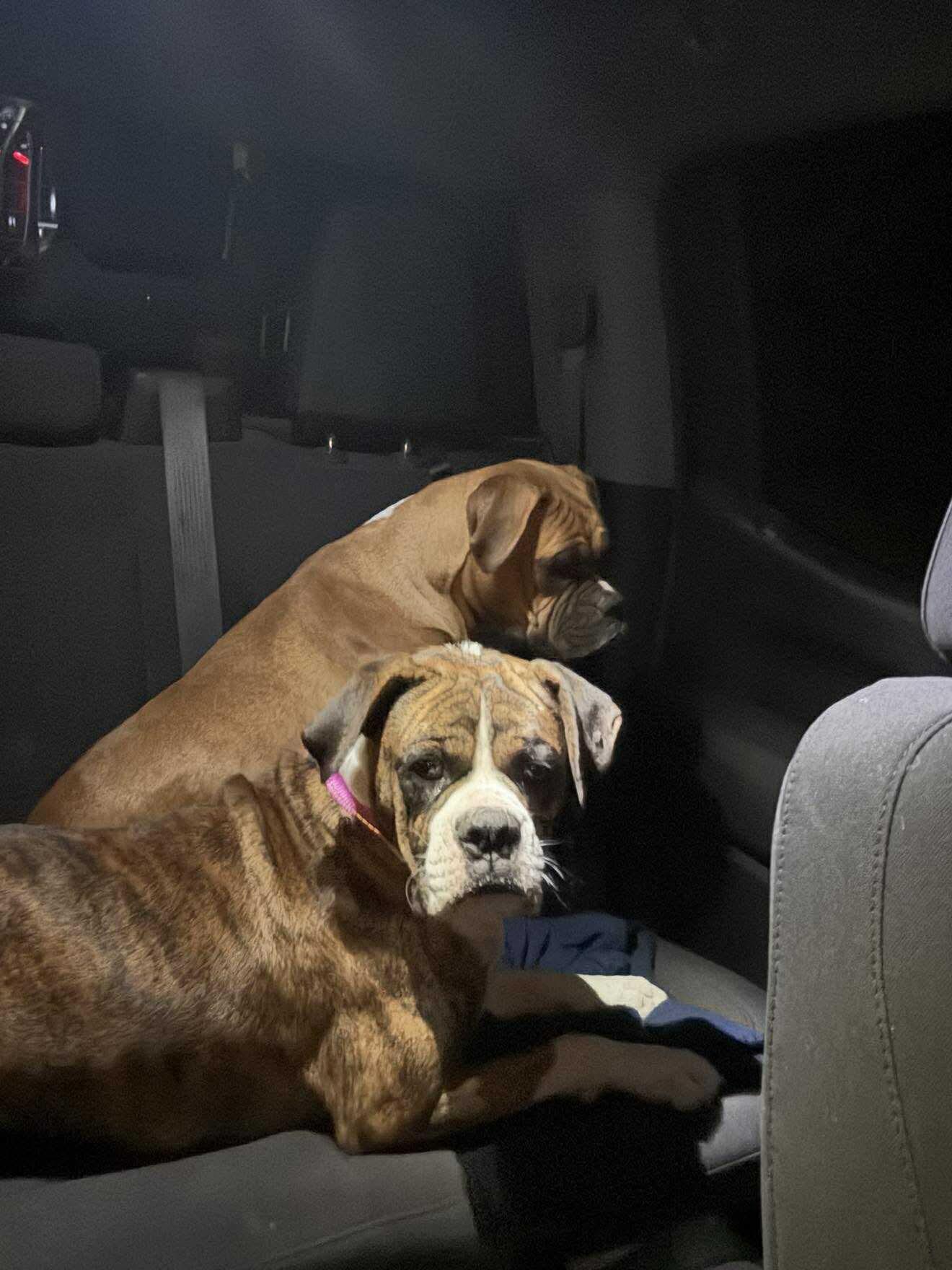 Bailey, Adopted, Adult Female Boxer.