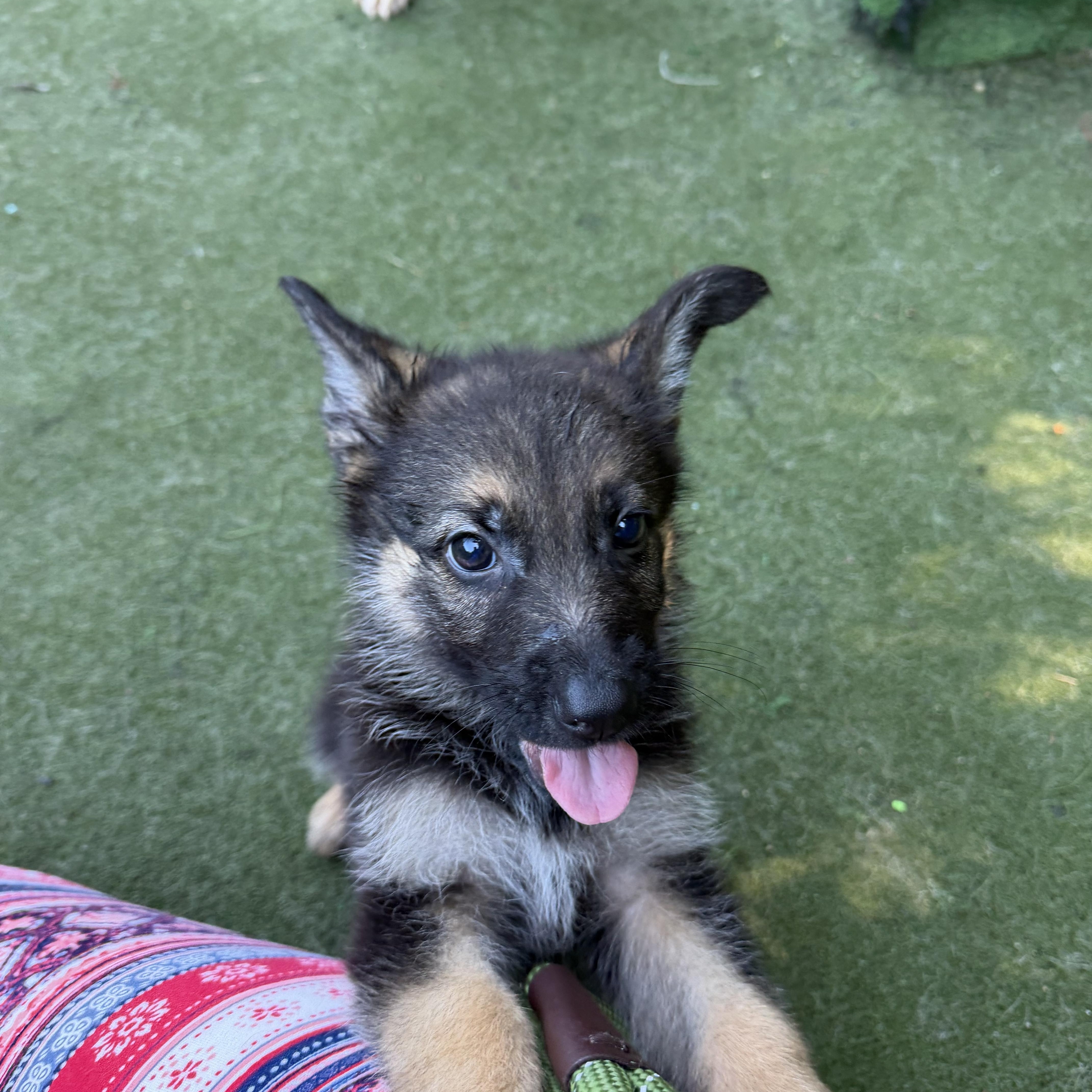 Freedom, a ADOPTABLE mixed breed in Charlotte, NC image 2/3