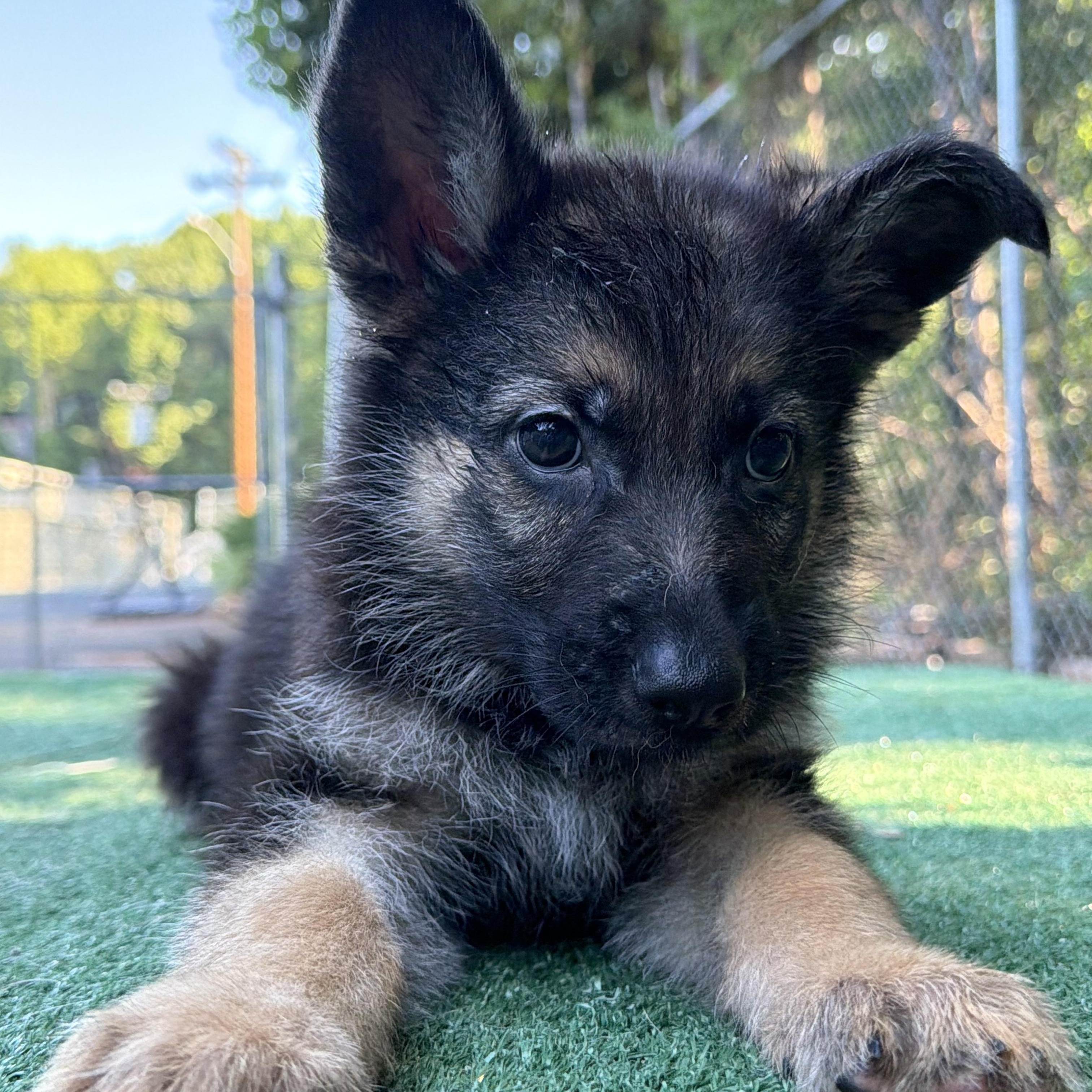 Freedom, a ADOPTABLE mixed breed in Charlotte, NC image 3/3
