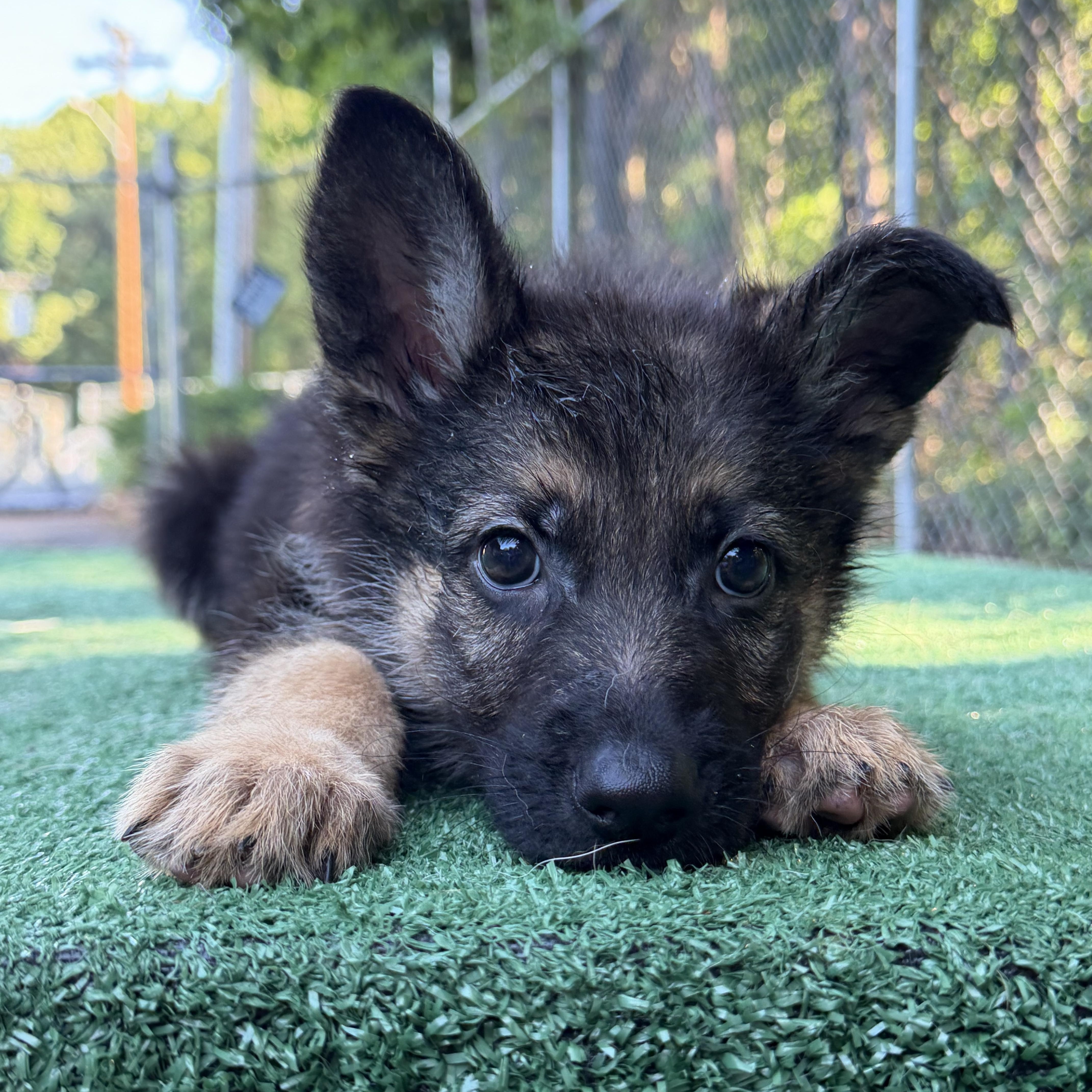 Freedom, ADOPTABLE, Puppy Male German Shepherd Dog.