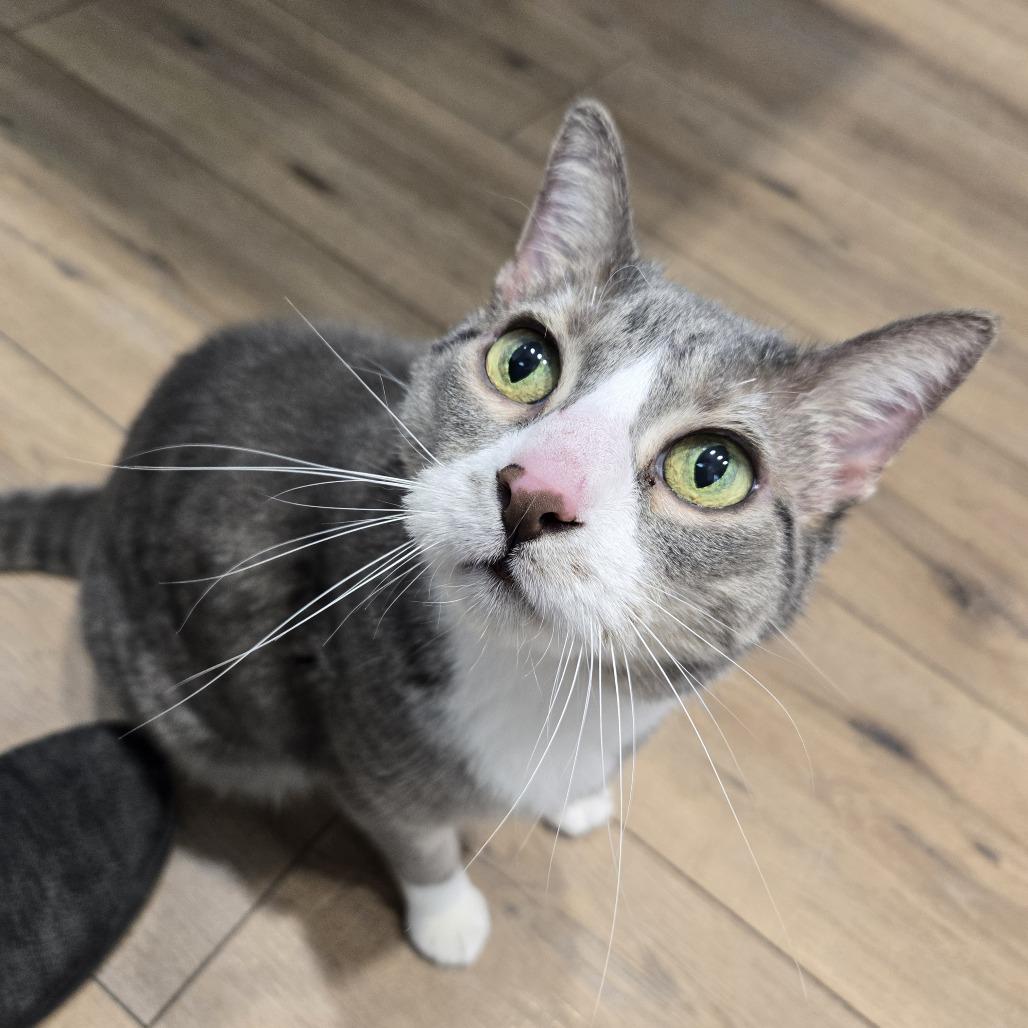 Thelma, Adoptable, Senior Female Domestic Short Hair.