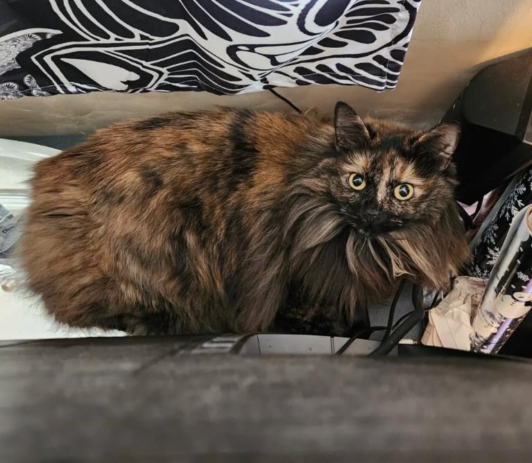 Freya - friendly & loving, ADOPTABLE, Adult Female Norwegian Forest Cat & Manx.