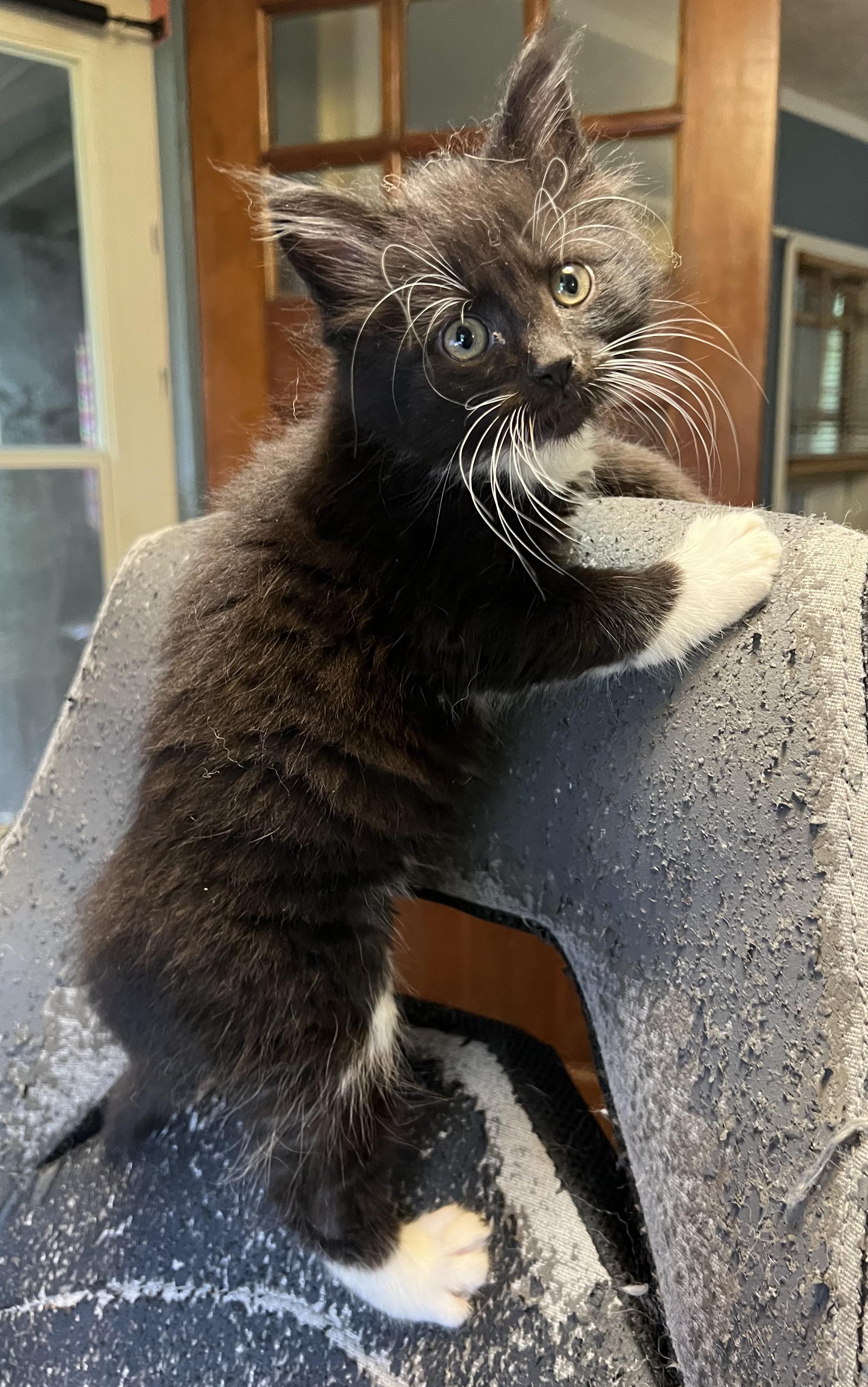 Enlarge Raven, a Adopted Domestic Medium Hair in Johnson City, TN image 2/3