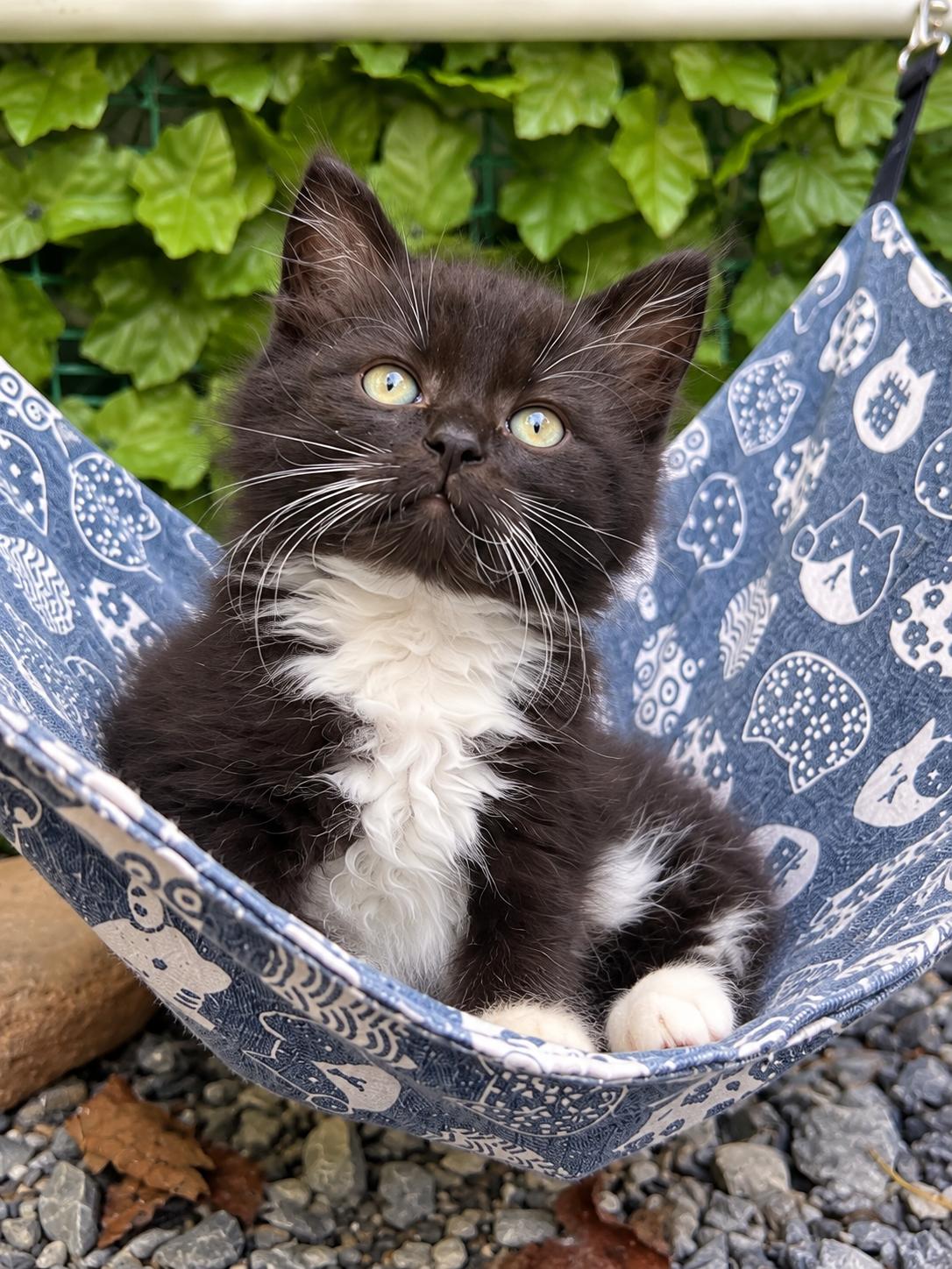 Raven, Adopted, Kitten Male Domestic Medium Hair.