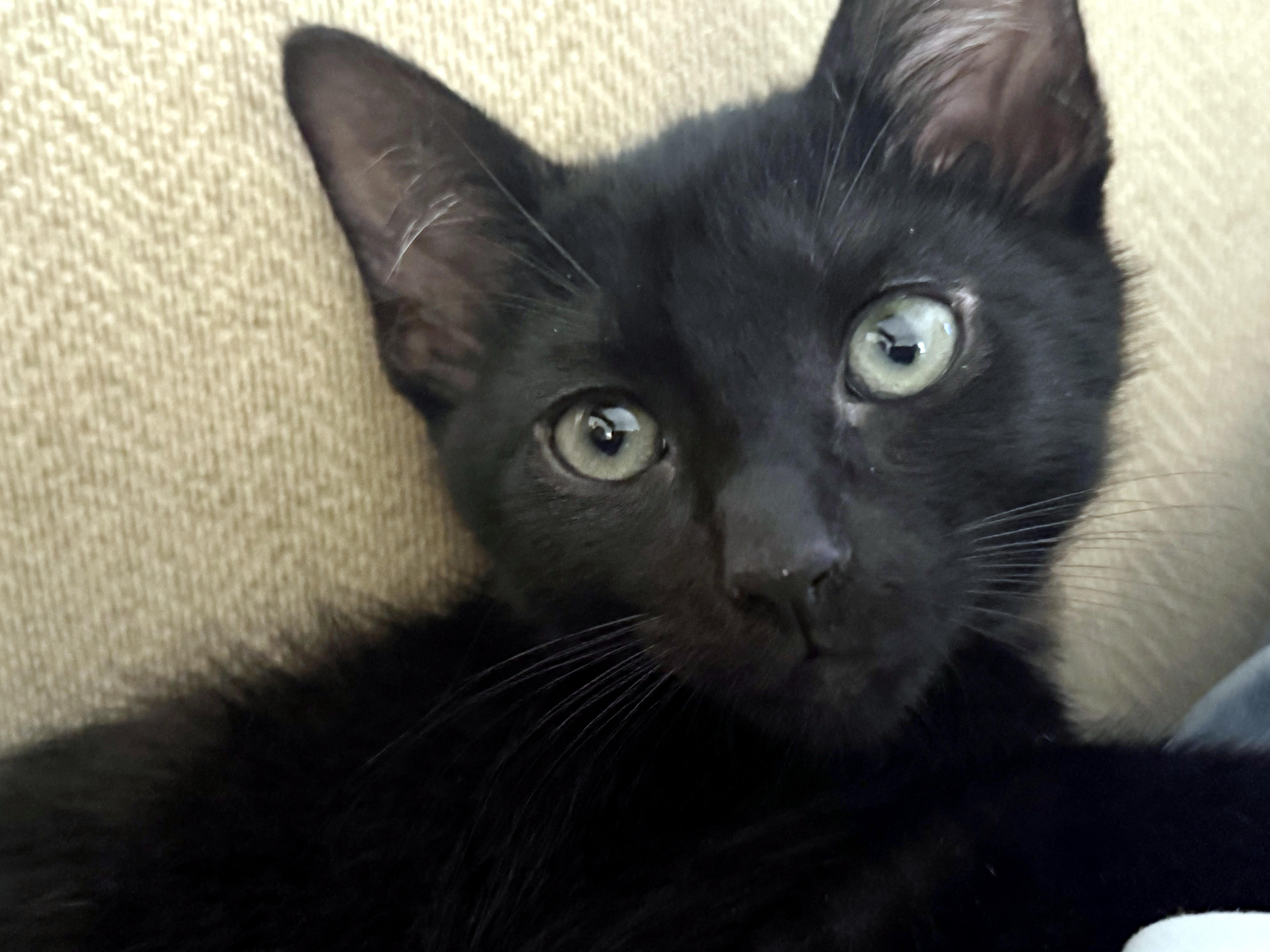 Banksy (Lap Cat Alert), Adoptable, Kitten Male Domestic Short Hair.