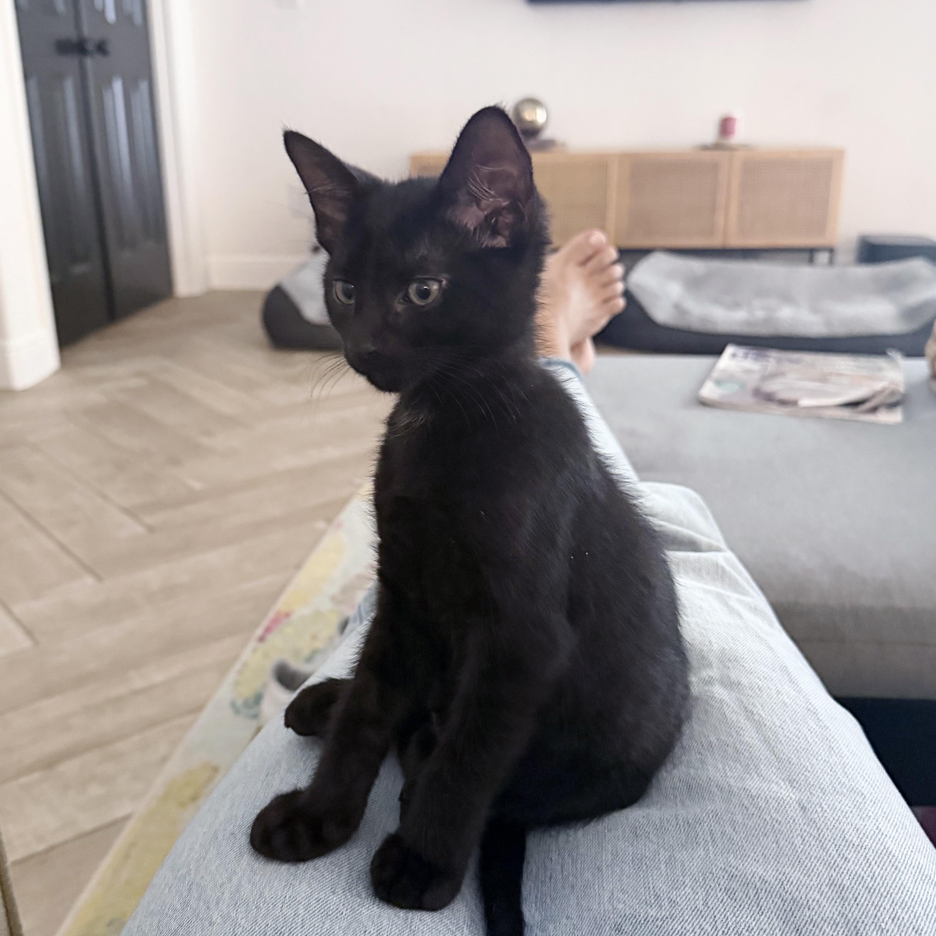 Enlarge Banksy (Lap Cat Alert), a Adoptable mixed breed in Lake Monroe, FL image 2/2
