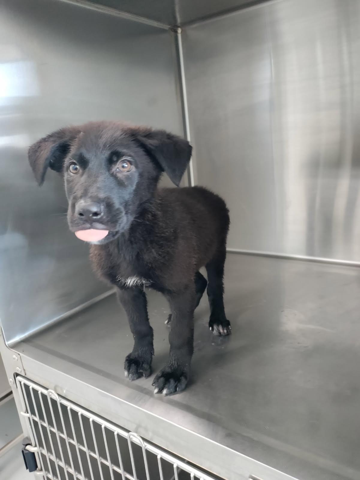 Enlarge MANNY, an adopted mixed breed in Delano, CA image 3/3