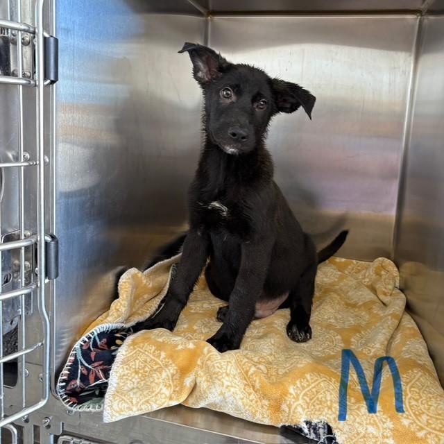 Enlarge MANNY, an adopted mixed breed in Delano, CA image 1/3