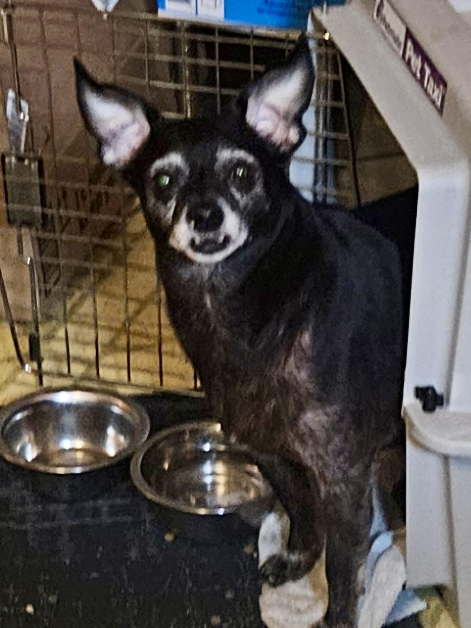 Enlarge Eli AND Ellie, a Adoptable mixed breed in Cincinnati, OH image 5/6