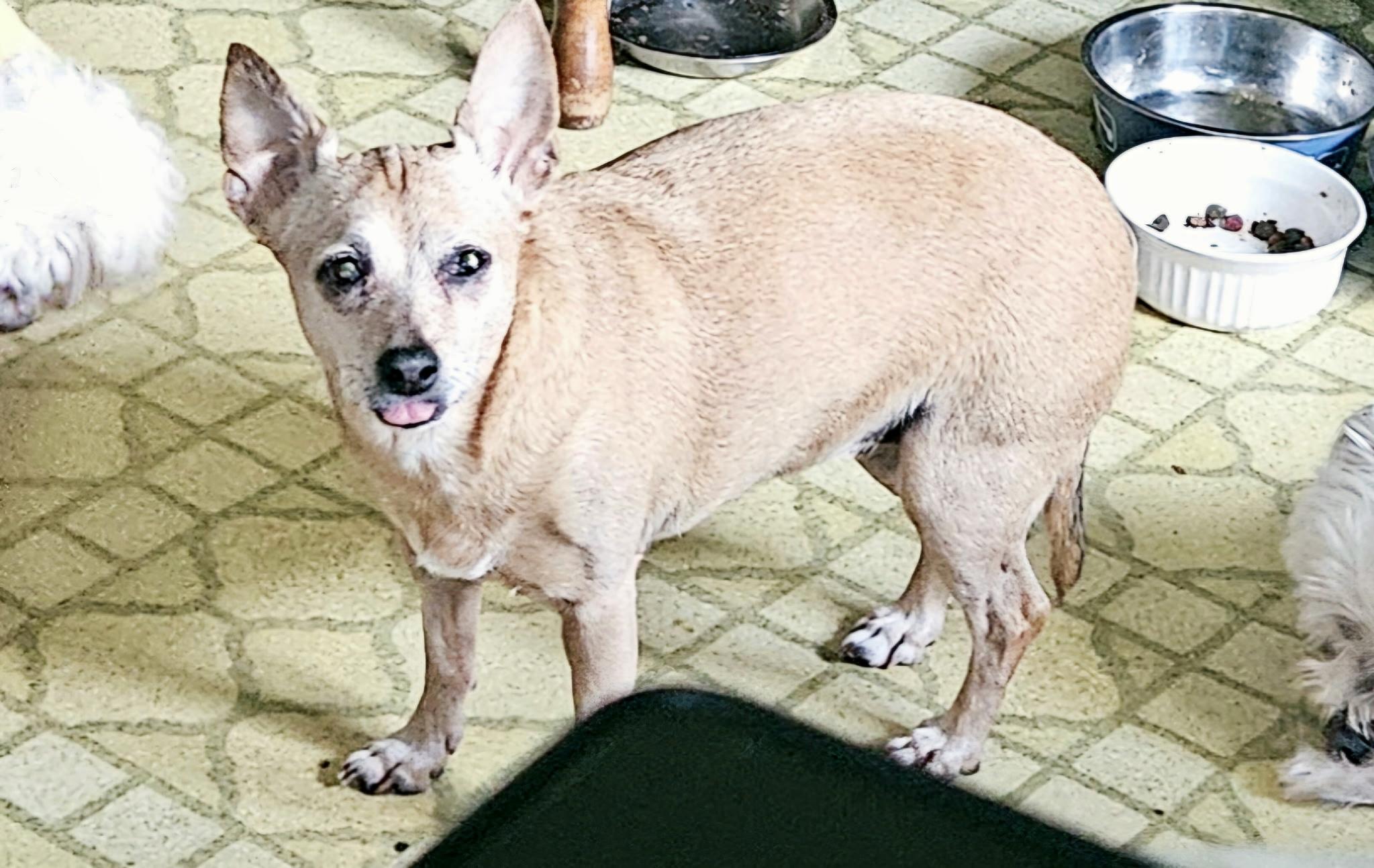 Enlarge Eli AND Ellie, a Adoptable mixed breed in Cincinnati, OH image 6/6