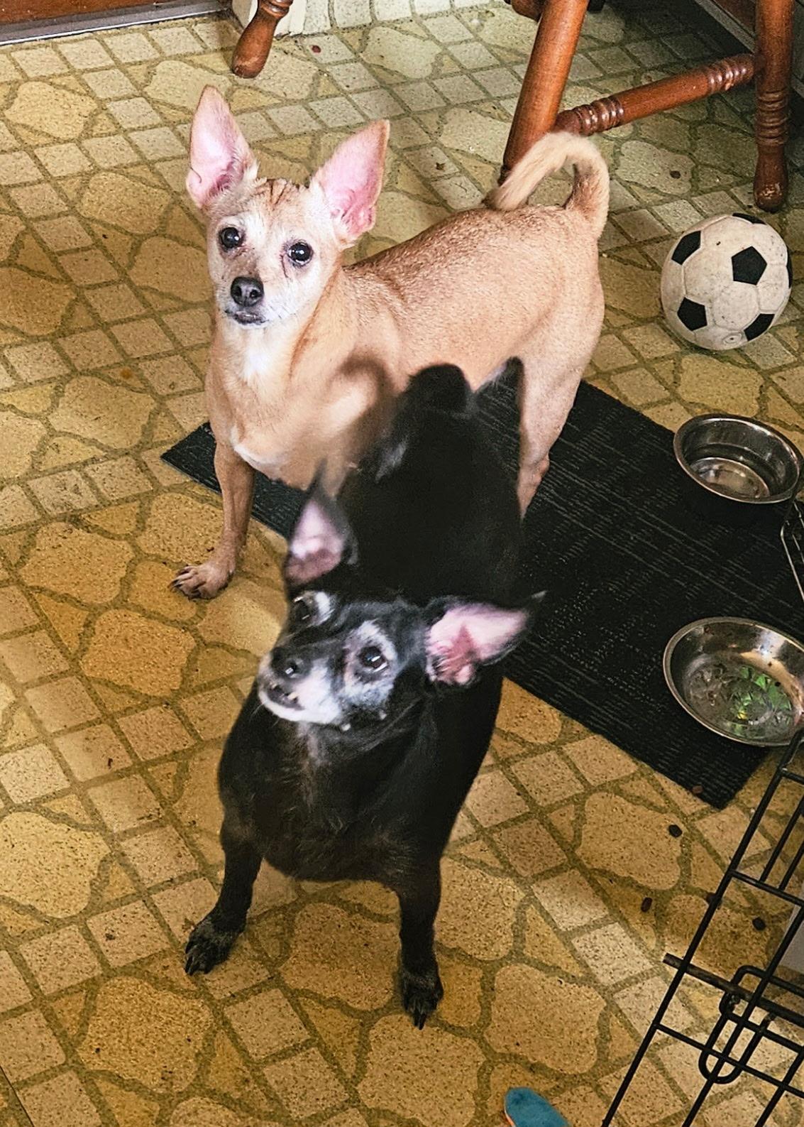 Eli AND Ellie, Adoptable, Senior Female Chihuahua.