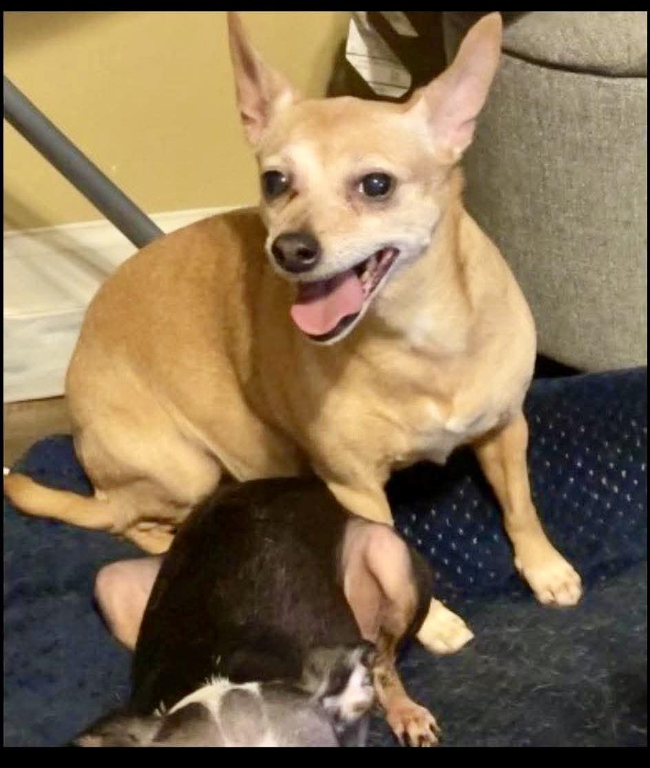 Enlarge Eli AND Ellie, a Adoptable mixed breed in Cincinnati, OH image 3/6
