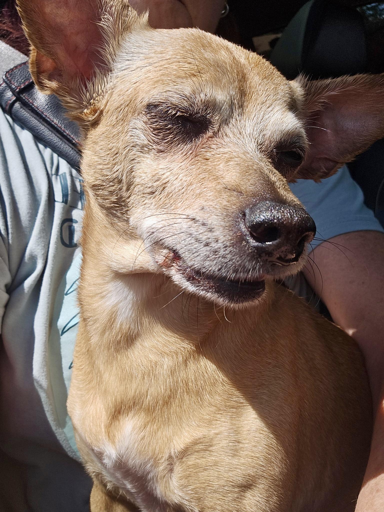 Enlarge Eli AND Ellie, a Adoptable mixed breed in Cincinnati, OH image 2/6