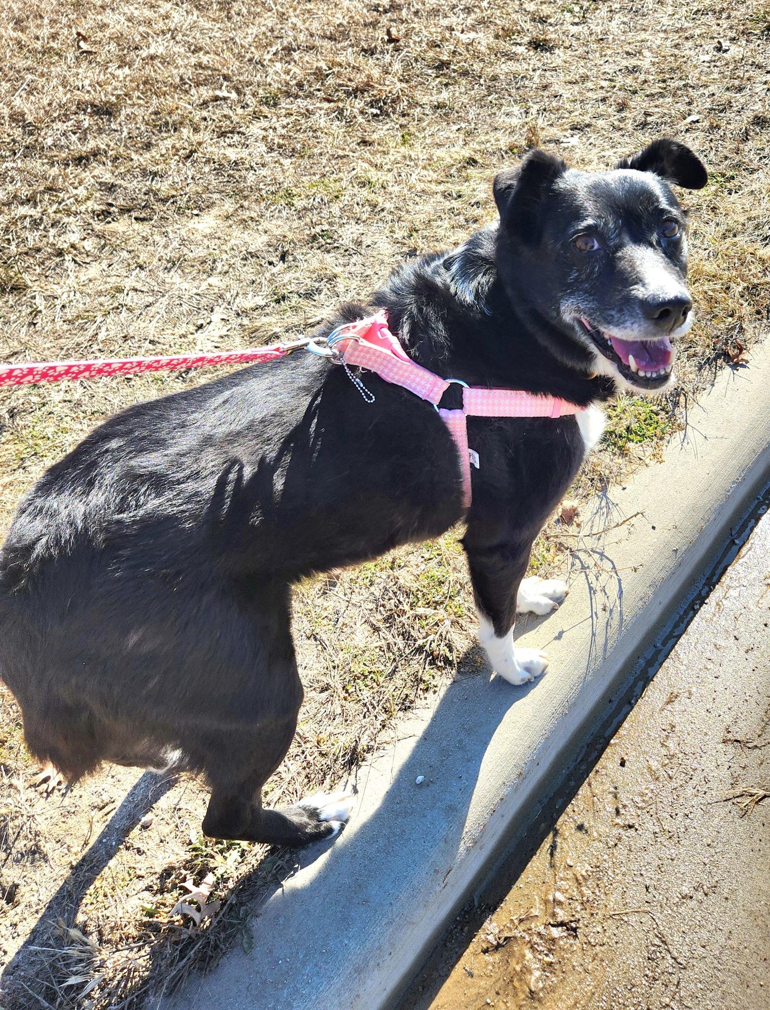 Enlarge Valerie , a ADOPTABLE mixed breed in Sparta, WI image 2/5