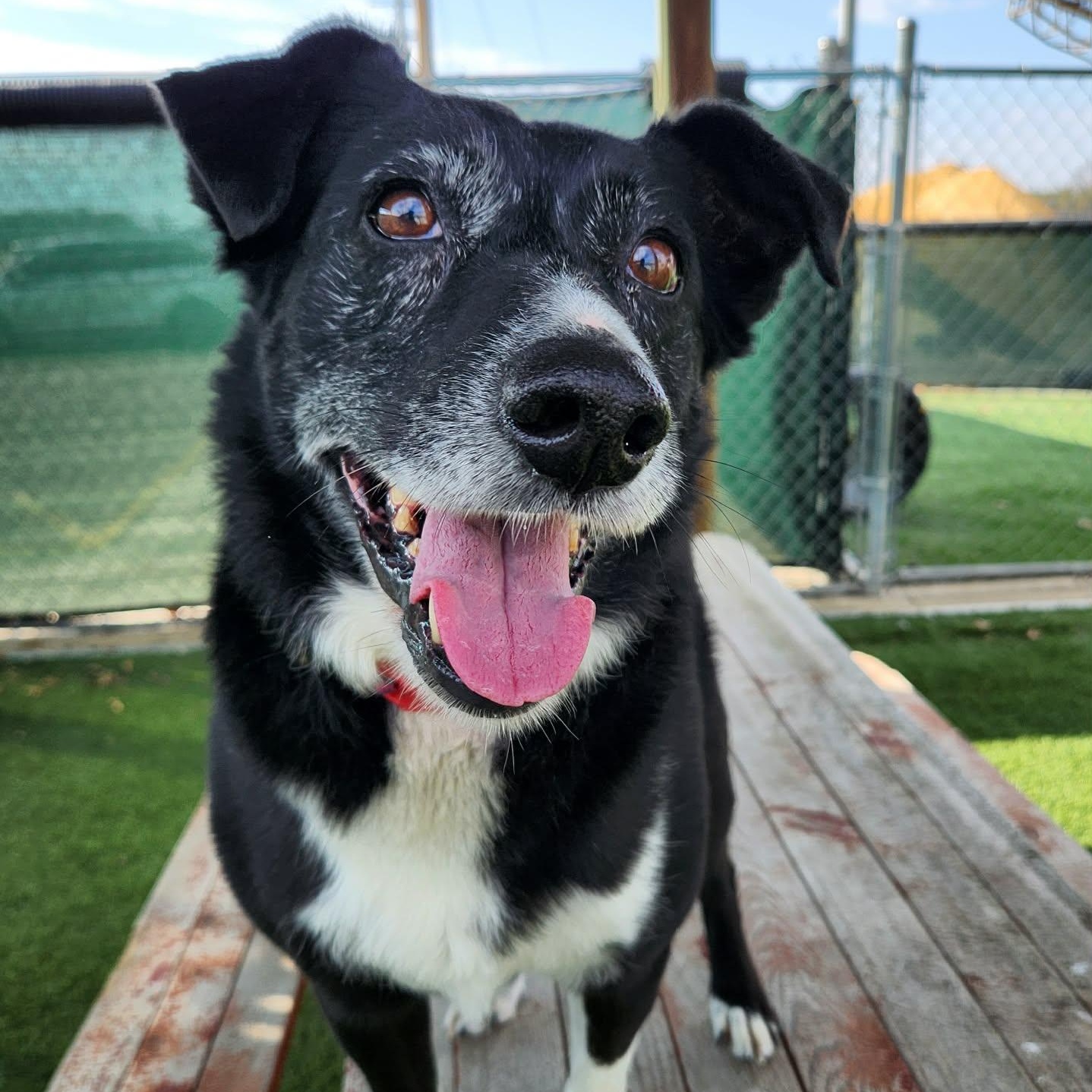 Enlarge Valerie , a ADOPTABLE mixed breed in Sparta, WI image 1/5