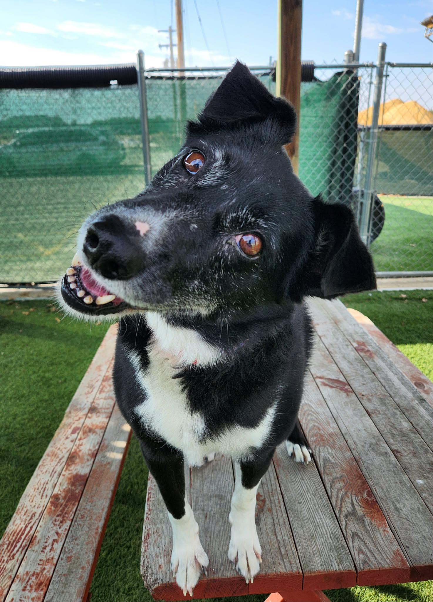 Enlarge Valerie , a ADOPTABLE mixed breed in Sparta, WI image 4/5