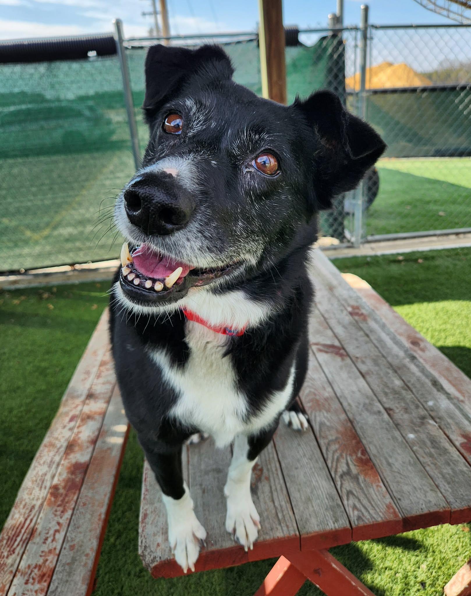 Enlarge Valerie , a ADOPTABLE mixed breed in Sparta, WI image 5/5