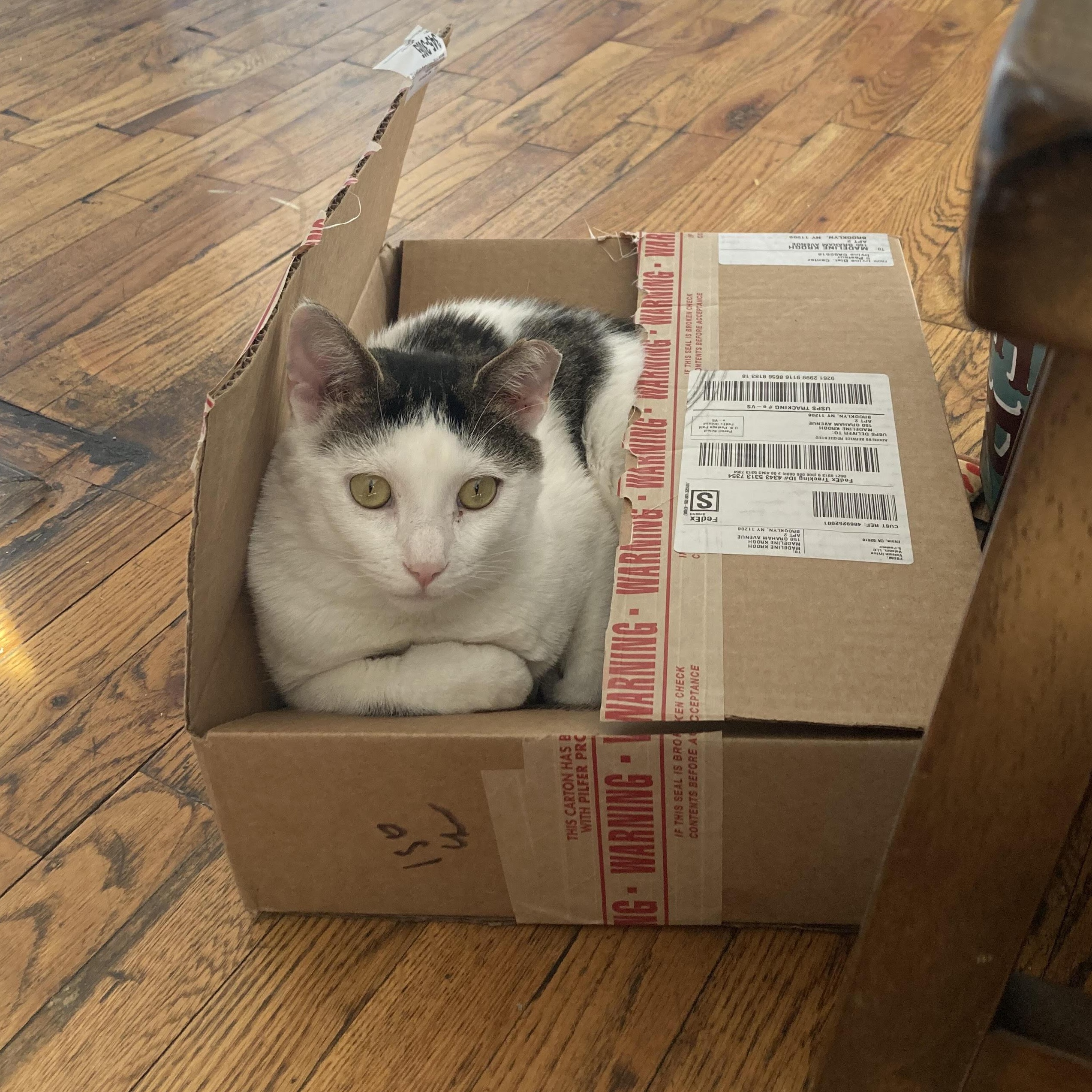 Pizza *$50 adoption fee* Domestic Short Hair Cat