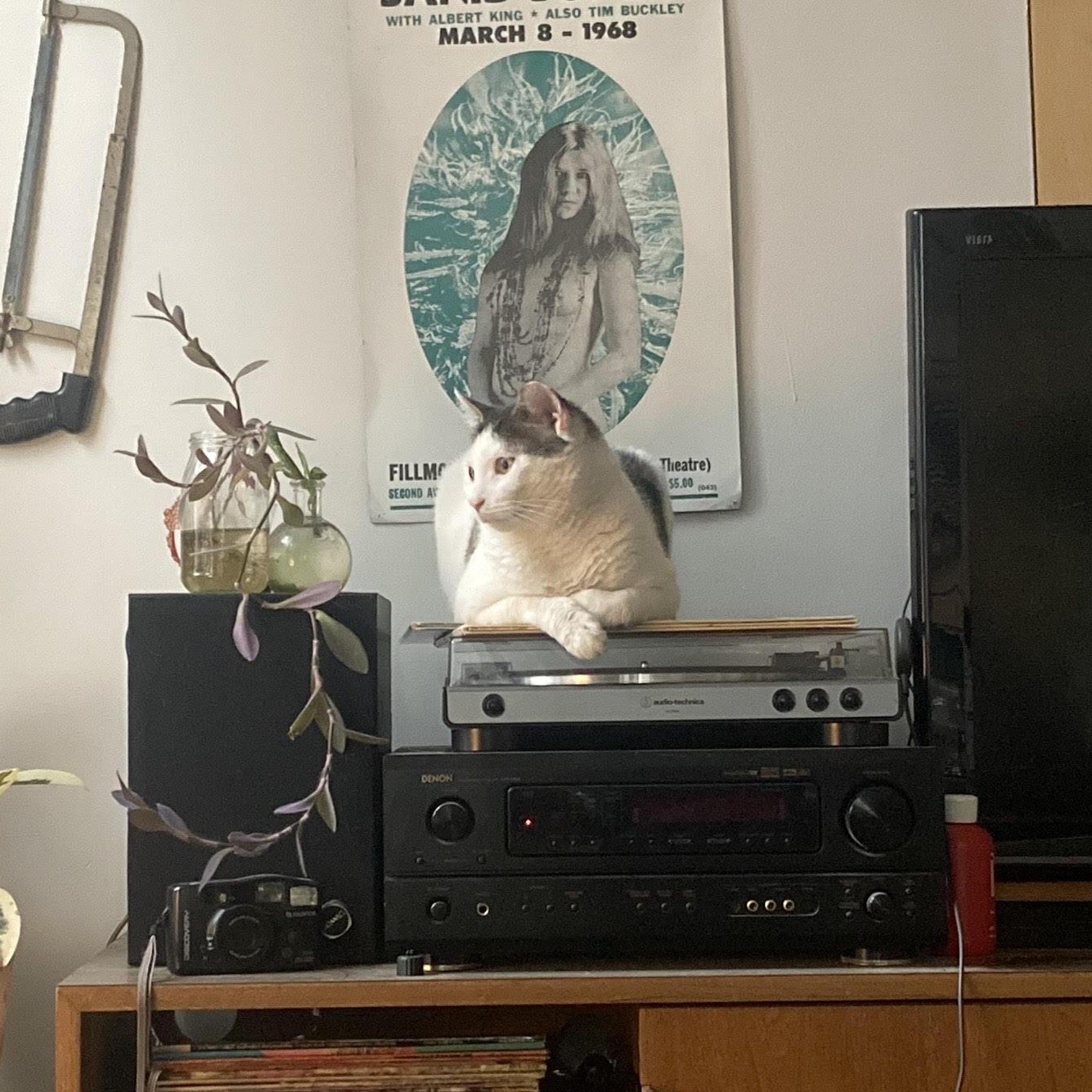 Pizza *$50 adoption fee*