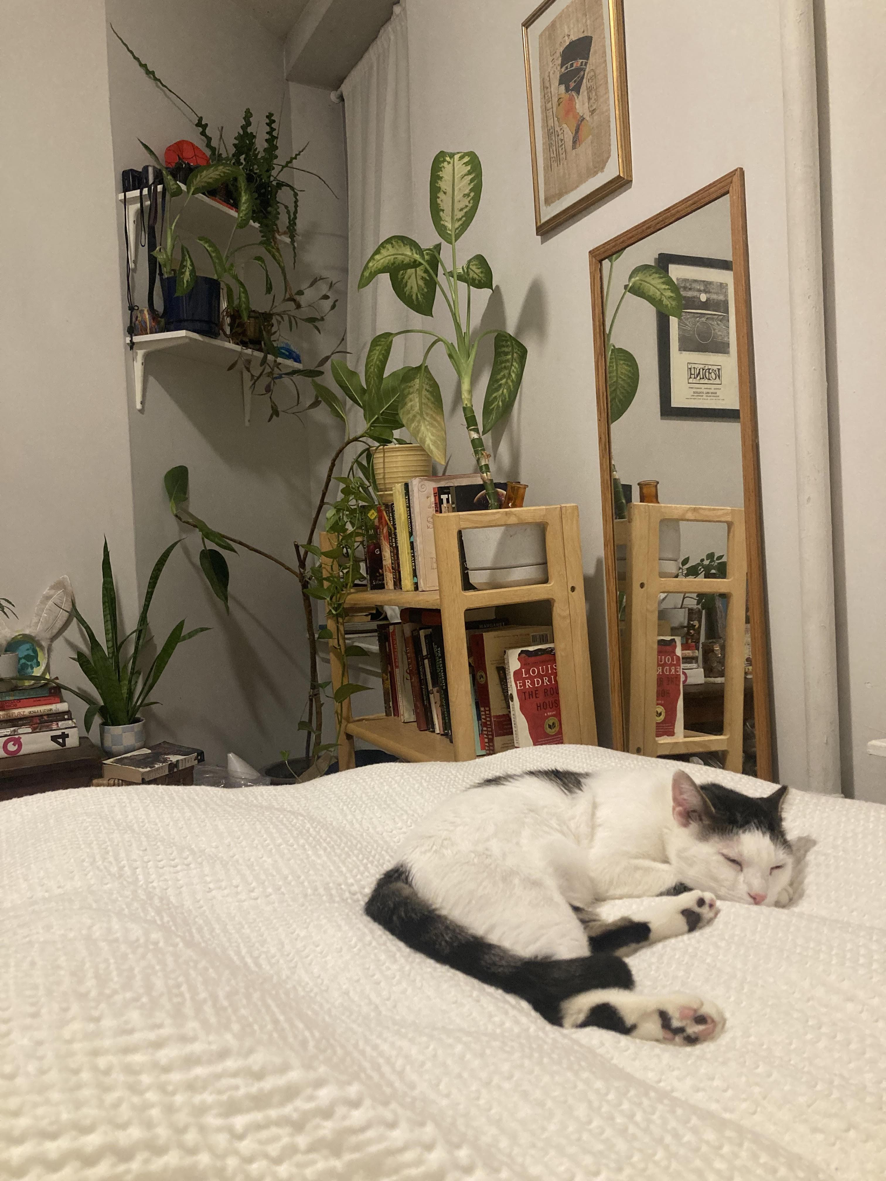 Pizza *$50 adoption fee*