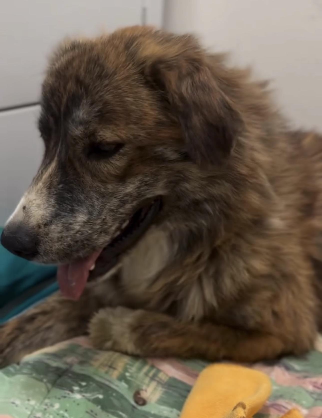 Orion, Adoptable, Young Male Anatolian Shepherd.