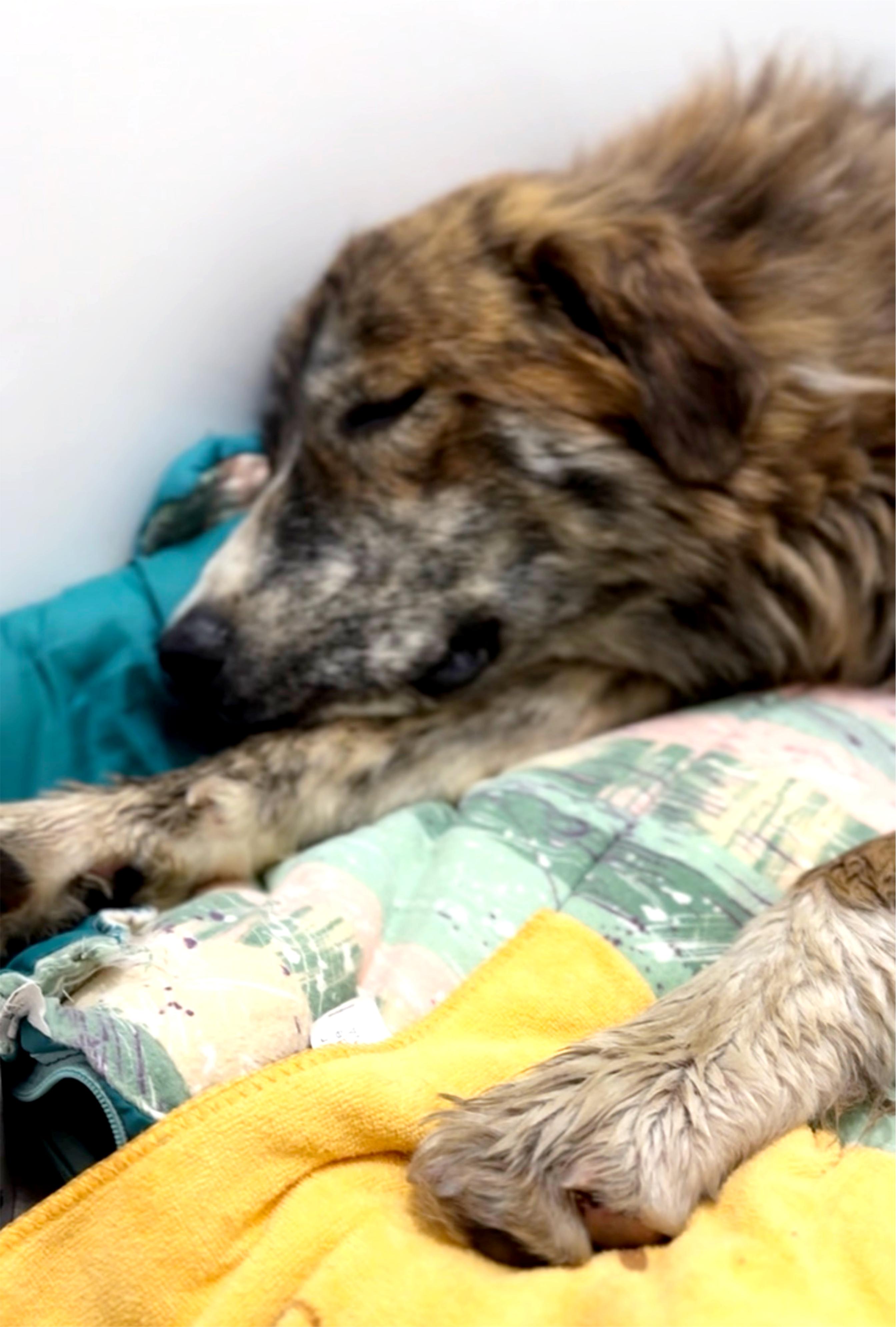Orion, a Adoptable Anatolian Shepherd in Palm desert, CA image 2/3