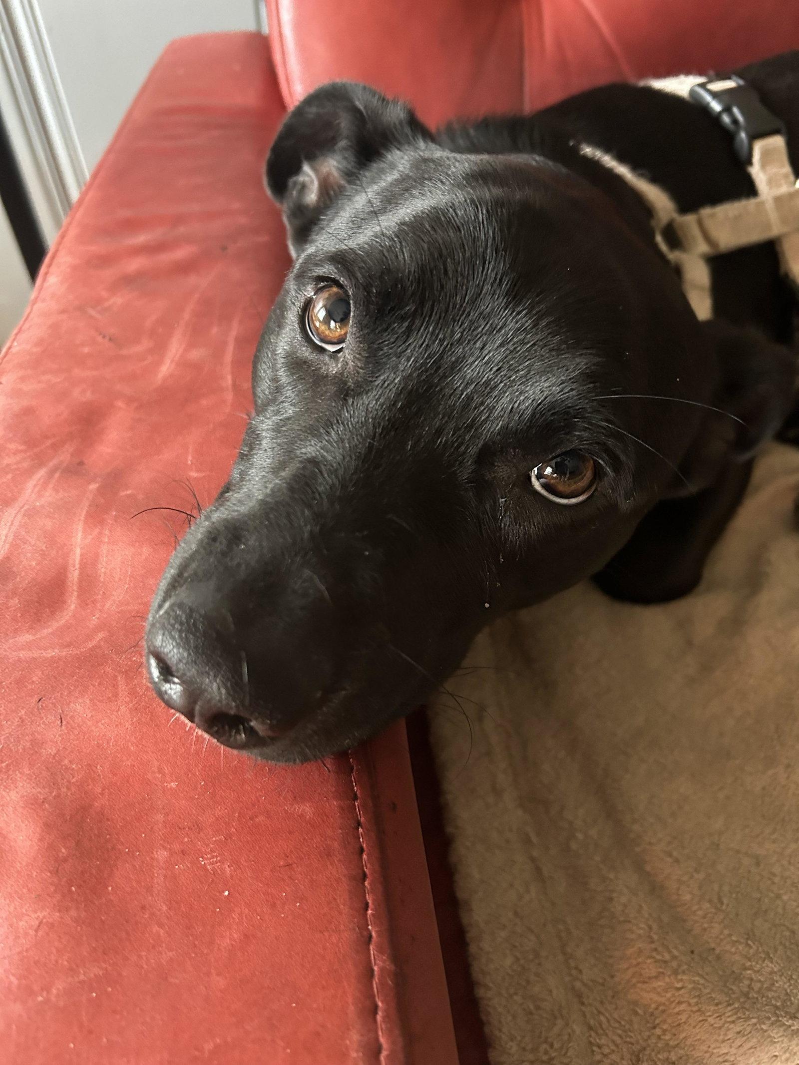 Oakley, Adopted, Young Male Dachshund & Labrador Retriever.