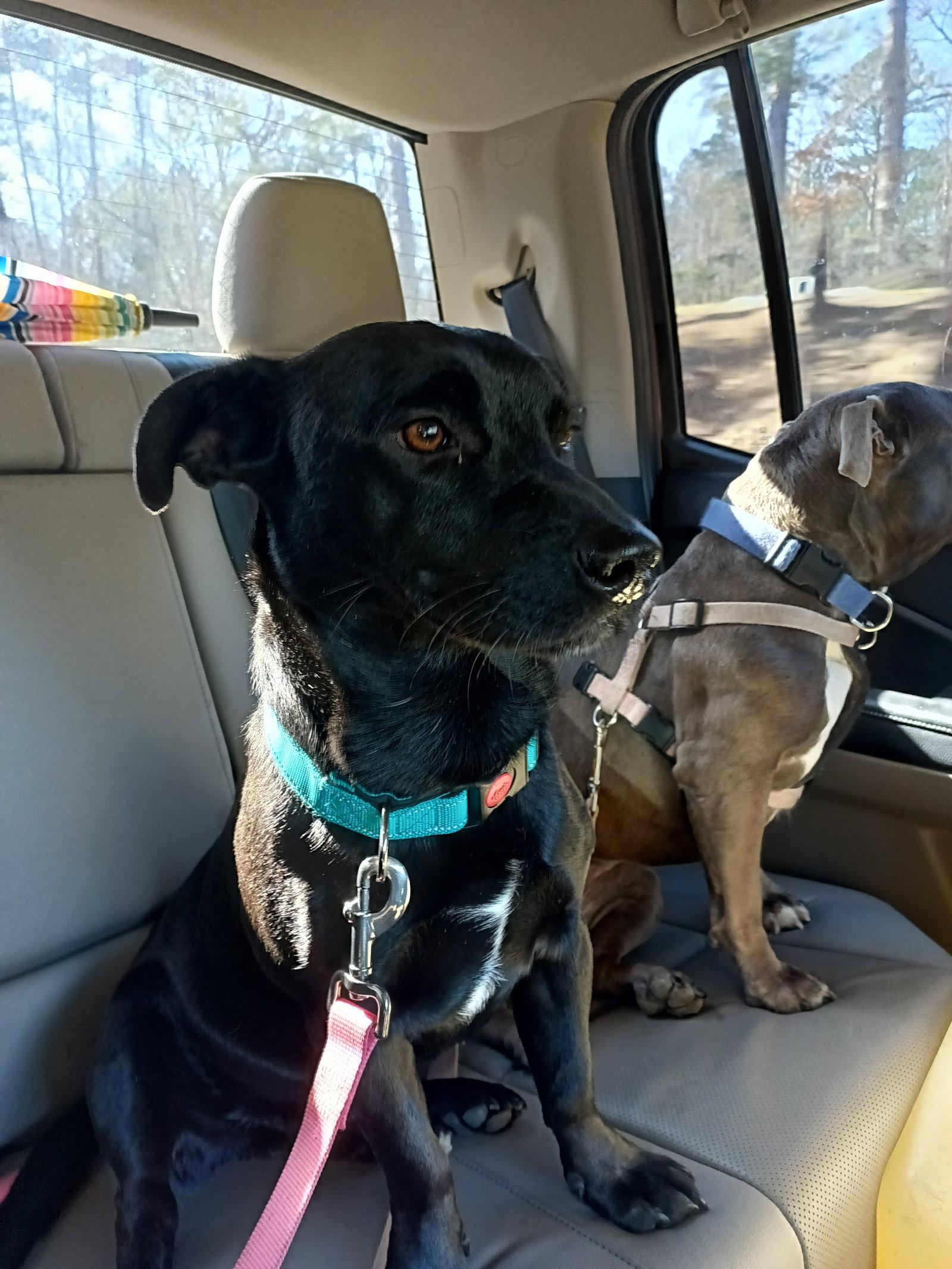 Oakley, a Adopted mixed breed in Monticello, MS image 3/3