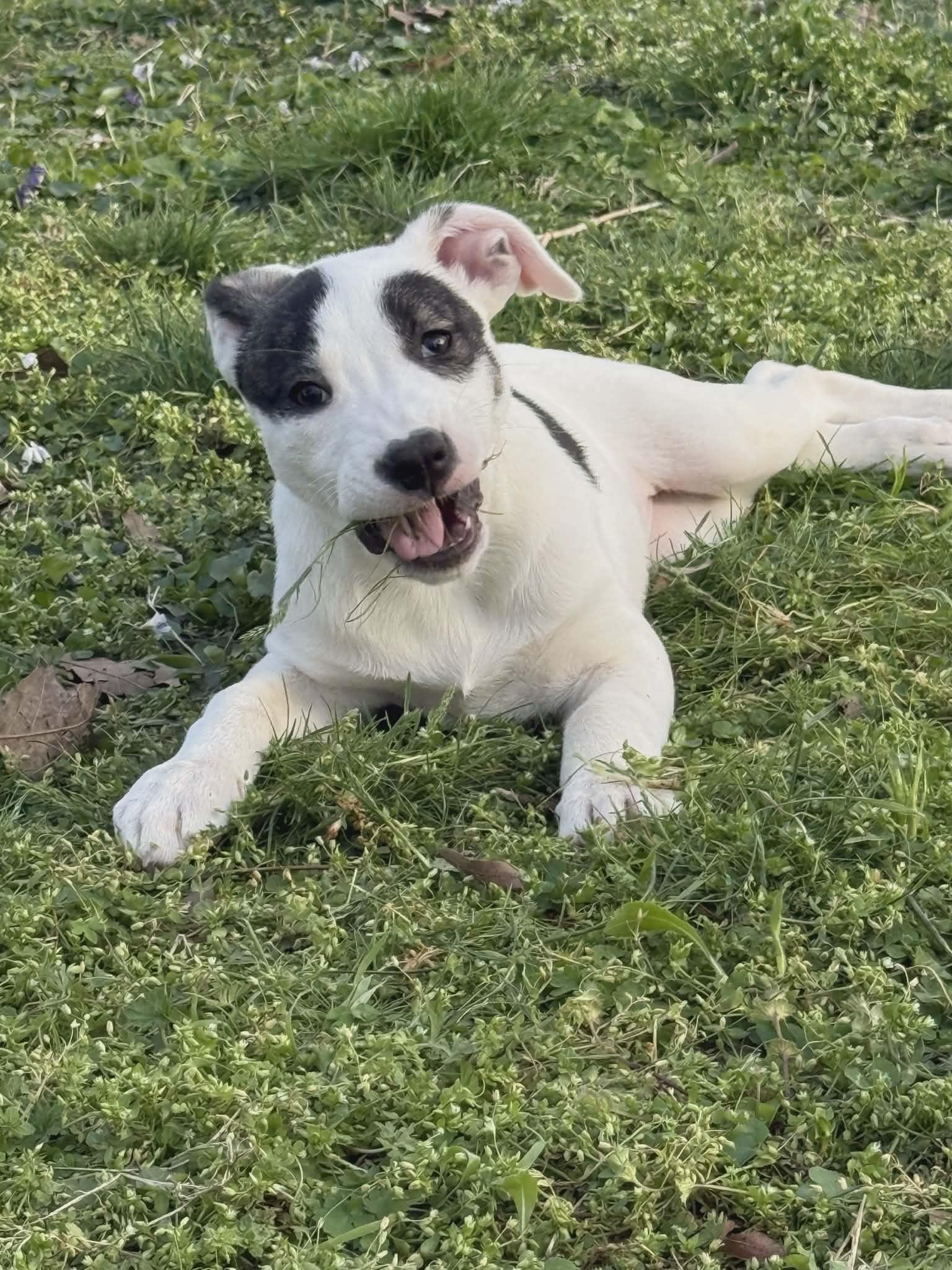 Cupcake, ADOPTABLE, Puppy Female Mixed Breed.