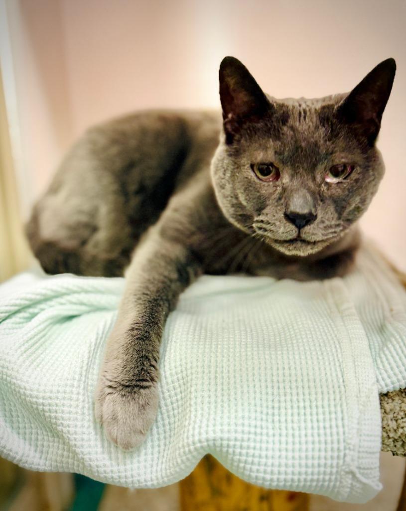 Samantha, Adoptable, Adult Female Domestic Short Hair.