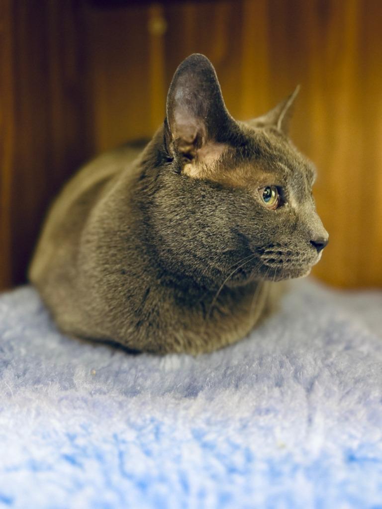 Enlarge Samantha, a Adoptable mixed breed in Eastsound, WA image 2/5