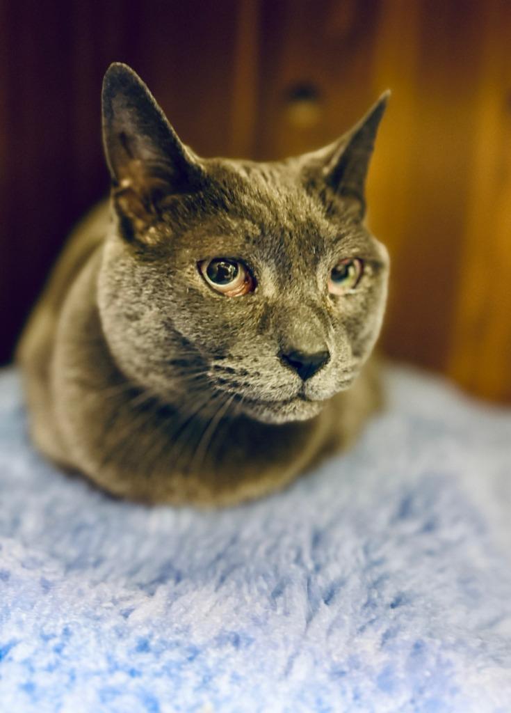 Enlarge Samantha, a Adoptable mixed breed in Eastsound, WA image 3/5