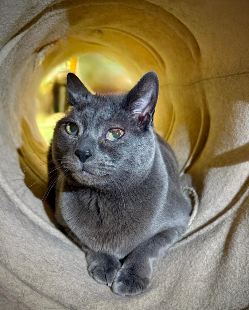 Enlarge Samantha, a Adoptable mixed breed in Eastsound, WA image 4/5