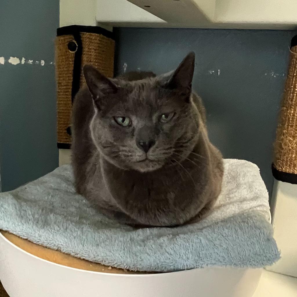 Samantha, Adoptable, Adult Female Domestic Short Hair.