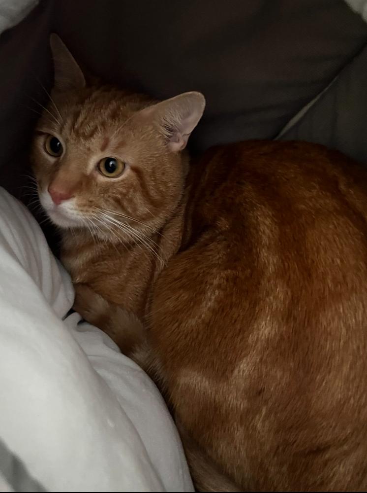 Sol, Adopted, Adult Male Domestic Short Hair & Tabby.