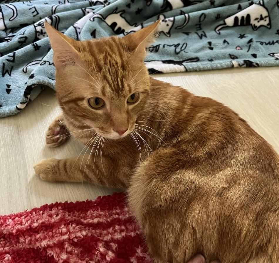 Enlarge Sol, a Adopted mixed breed in Greenbelt, MD image 4/4