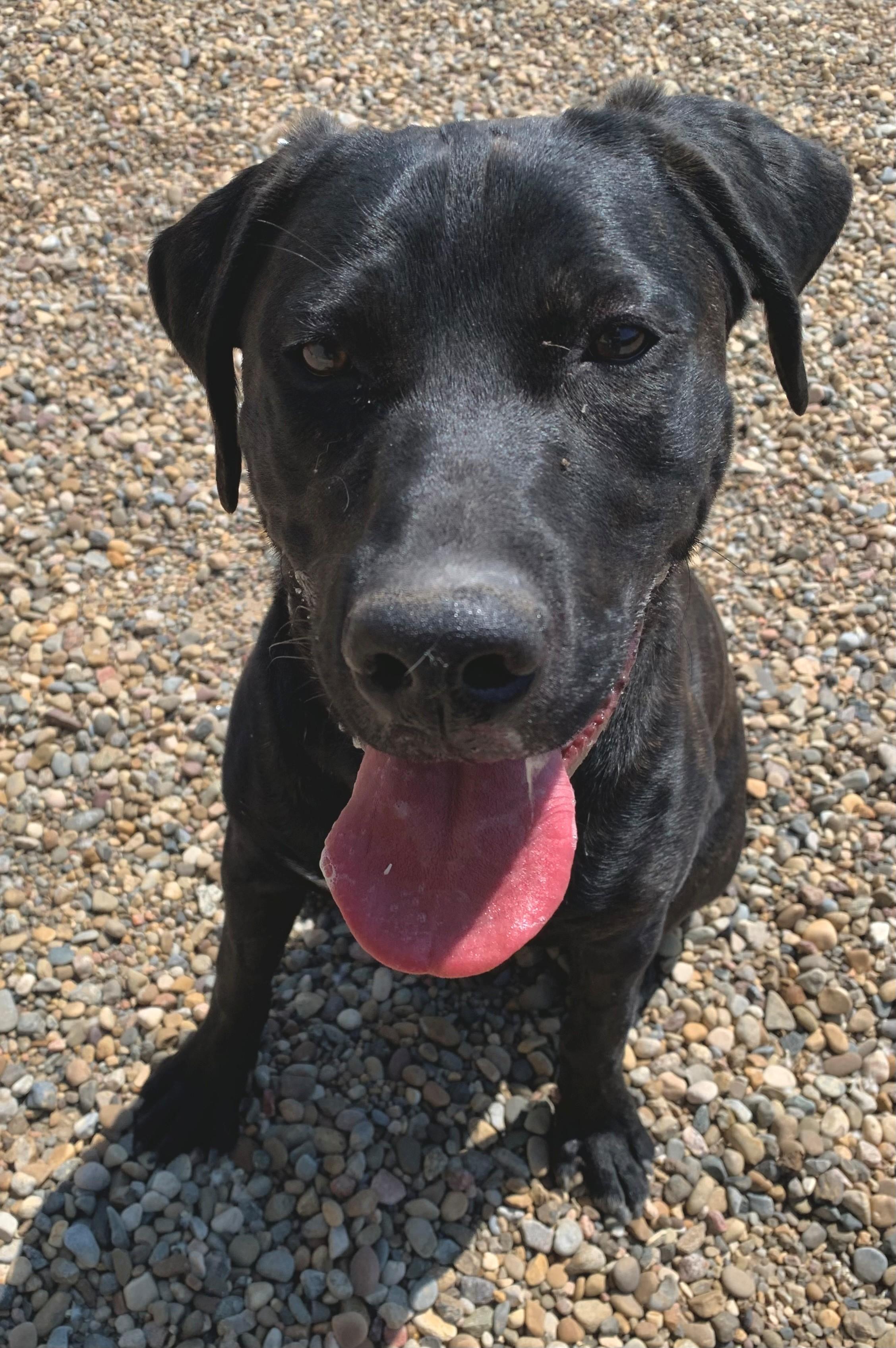 Rosco, Adoptable, Young Male Black Labrador Retriever & Pit Bull Terrier.