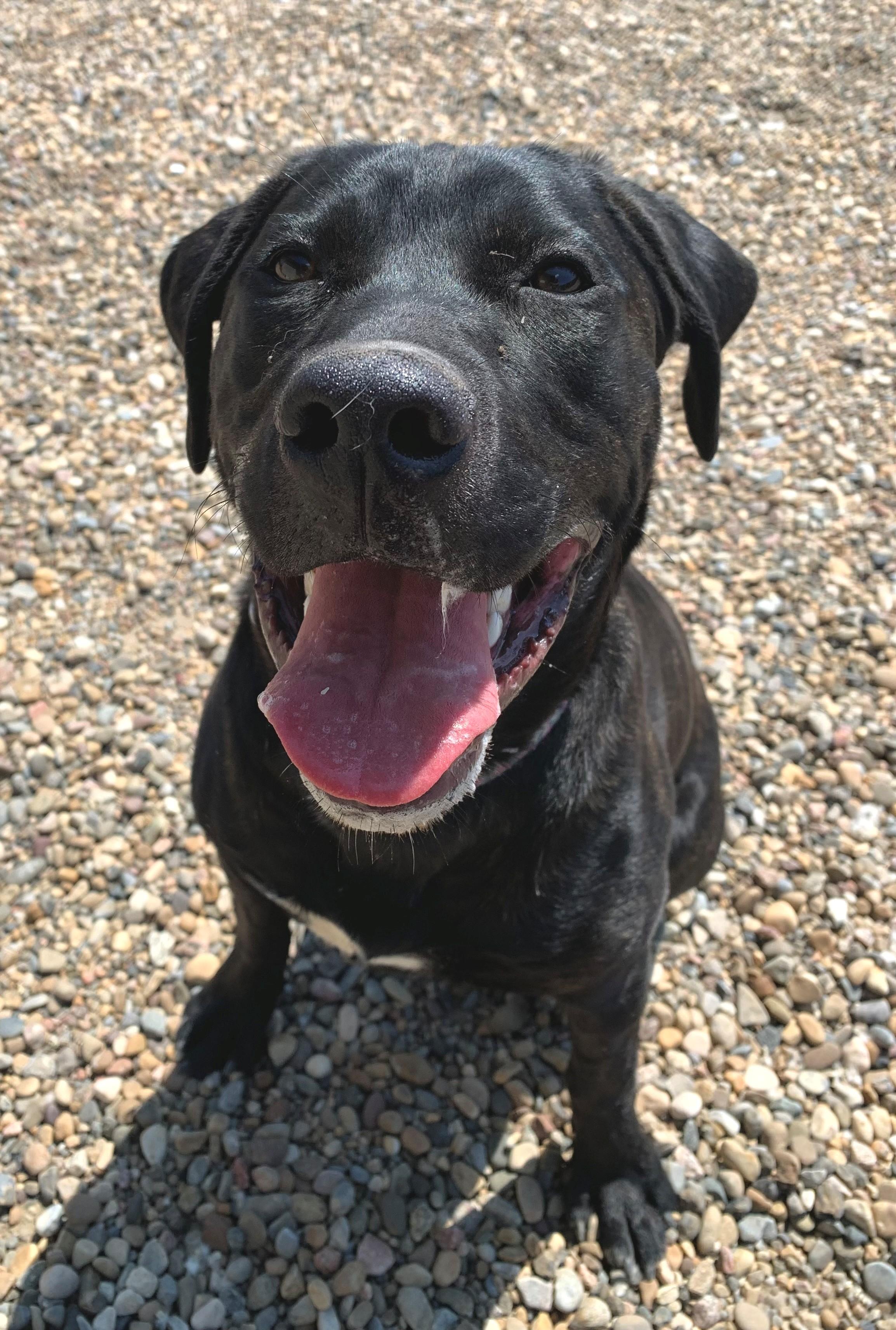 Rosco, an adoptable Black Labrador Retriever, Pit Bull Terrier in Brooks, AB, T1R 1B2 | Photo Image 3