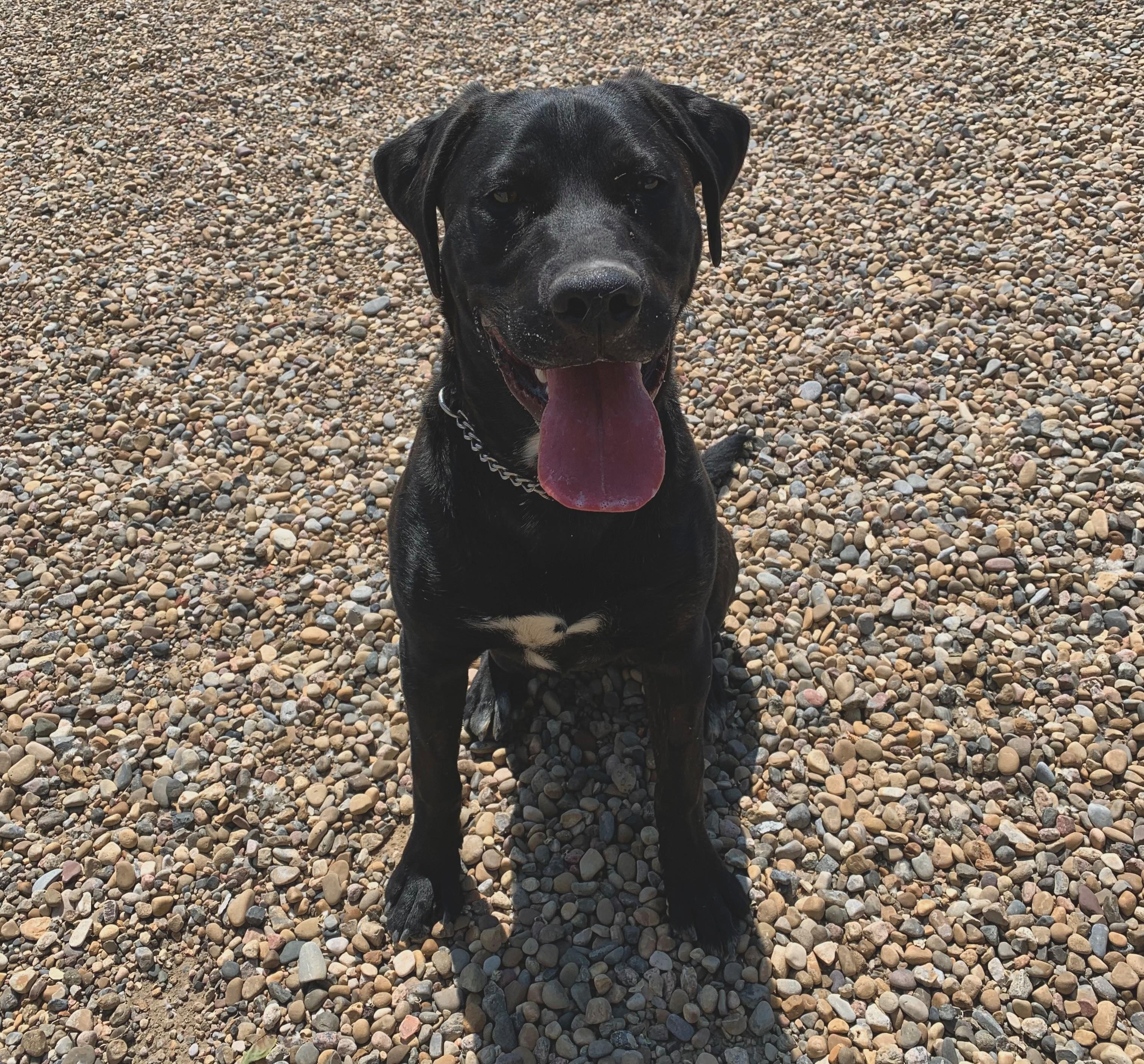 Enlarge Rosco, a Adoptable mixed breed in Brooks, AB image 3/3