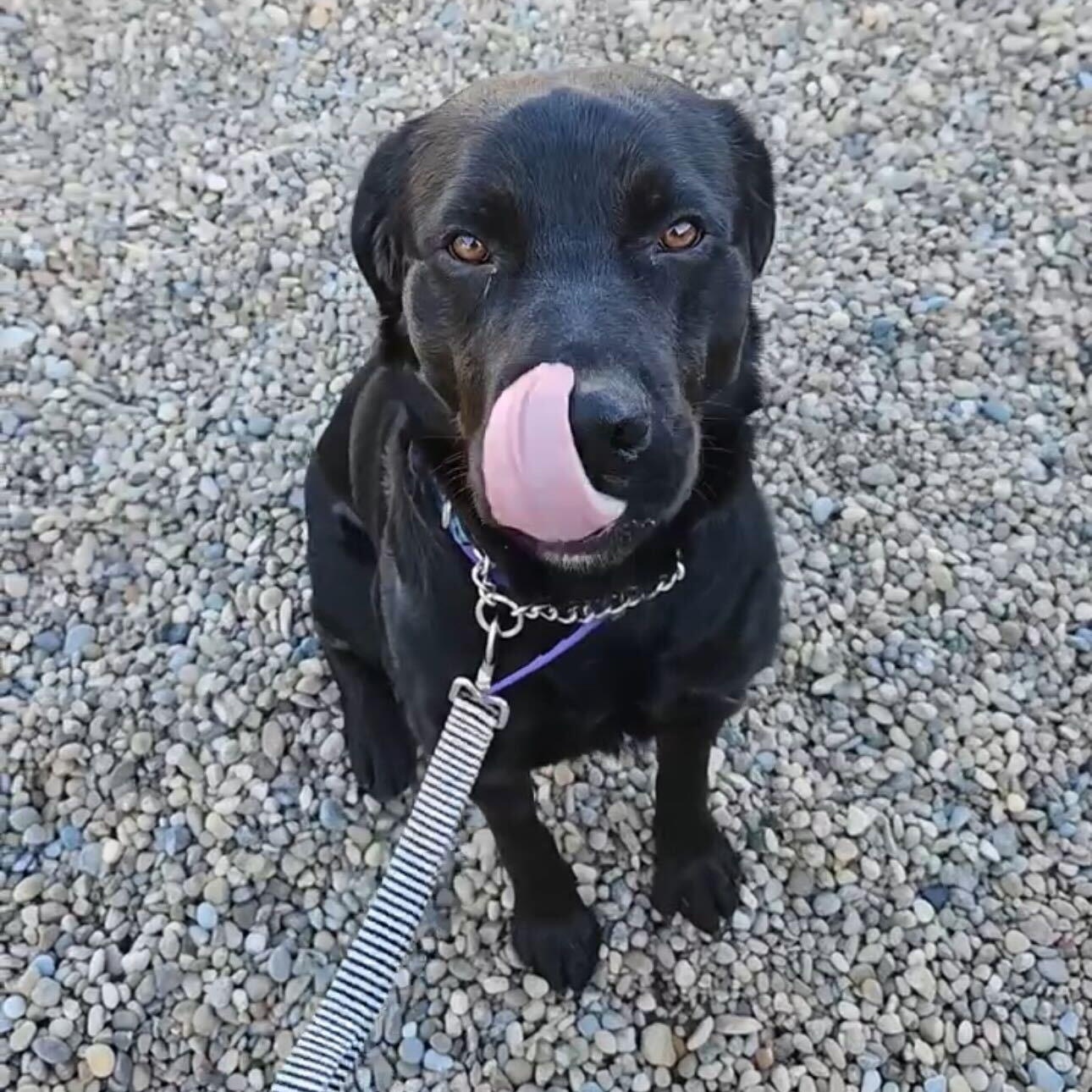 Enlarge Rosco, an adoptable mixed breed in Brooks, AB image 1/4