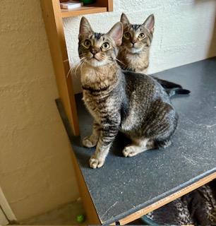 Allaric and Cassius, Adopted, Young Male Tabby.